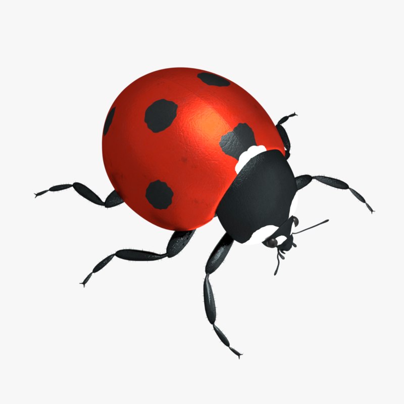 Ladybug 3. Ladybug модель 3d. Макет Божьей коровки. Ladybug 3d модель для печати. Ladybug 3d model DL.