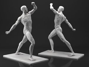 3D male anatomy sculpture