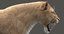 3D lioness 3 fur