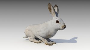 arctic hare model