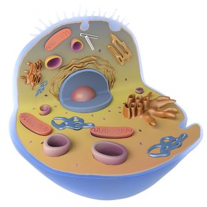 3D biological cell model
