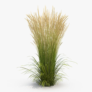 decorative grass karl foerster 3D model