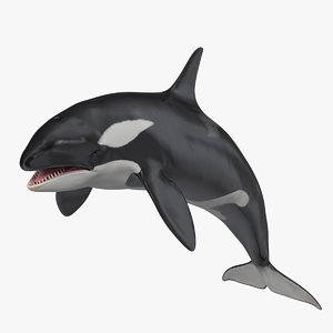 killer whale rigged 3D model