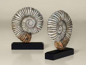 3D fossil iron-marble shell sculpture model