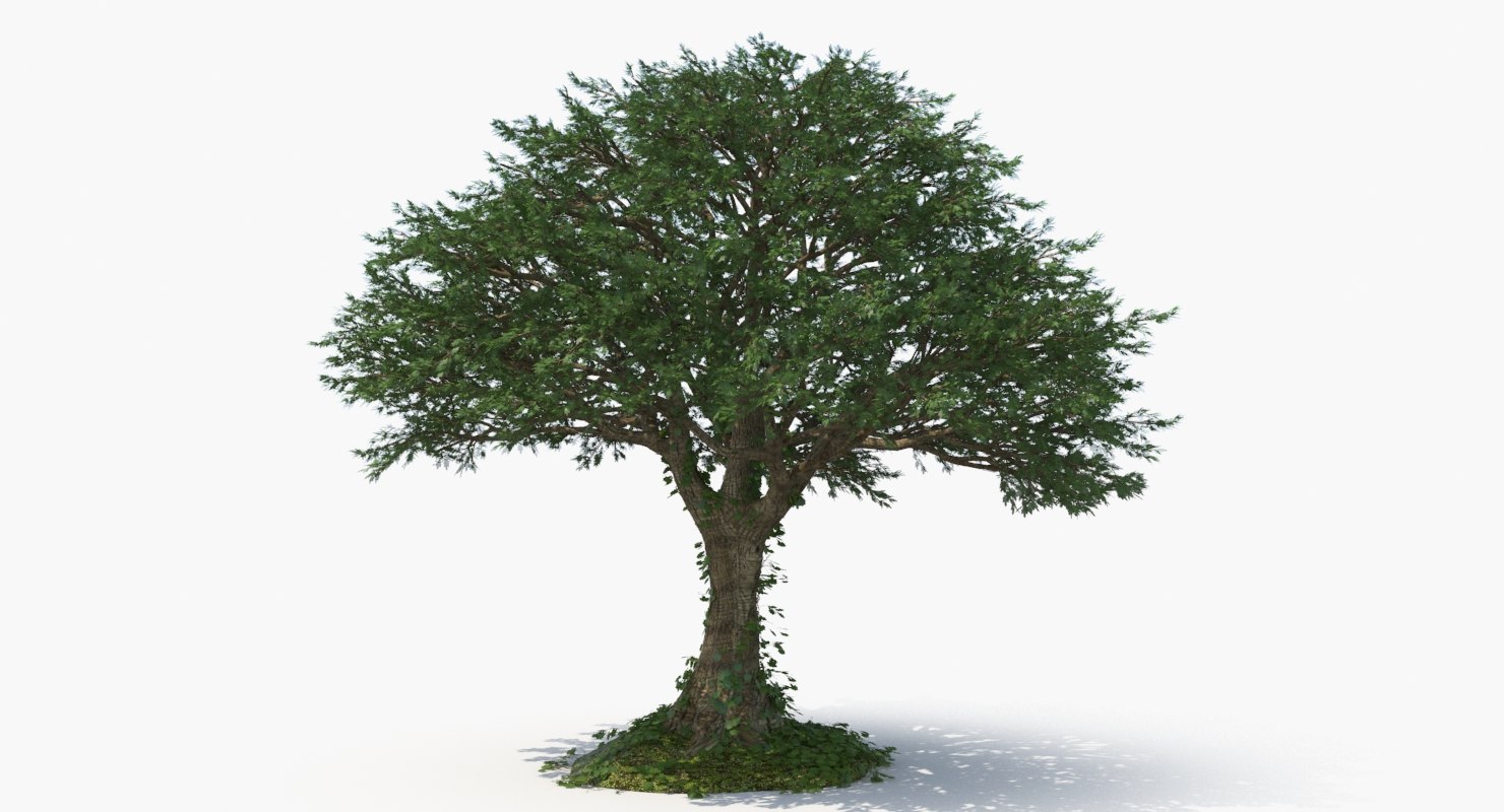 Realistic tree 2 3D model - TurboSquid 1226161