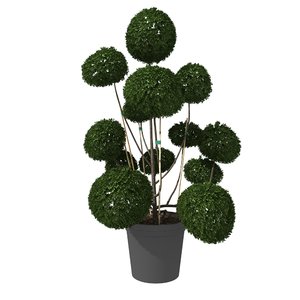 3D bush buxus pot styled model
