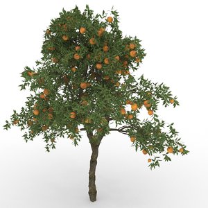 3D orange citrus sinensis