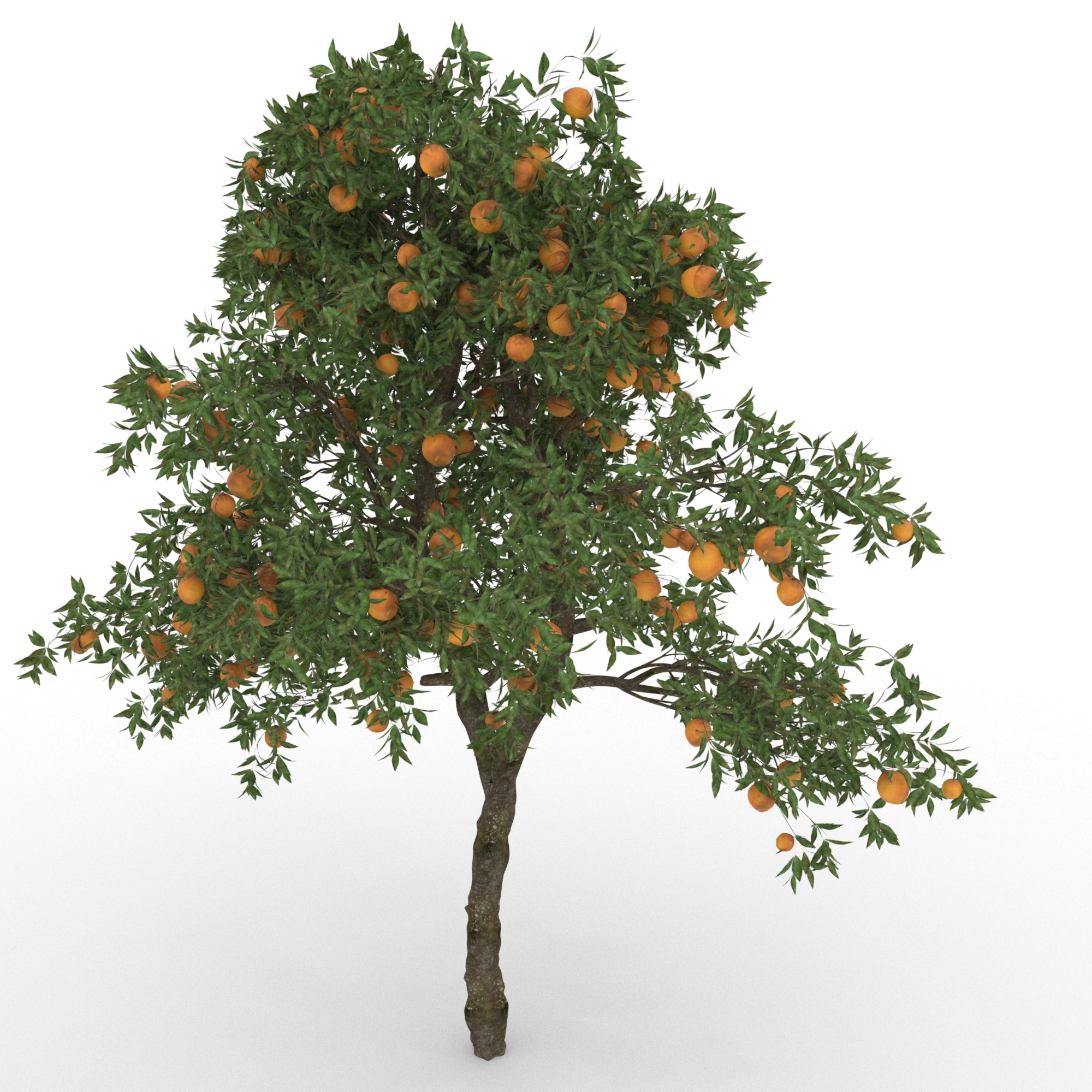 3D orange citrus sinensis - TurboSquid 1226434