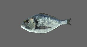 3D sea bream fish
