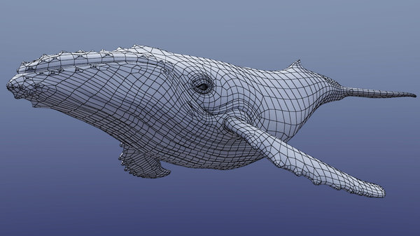 3D humpback whale model - TurboSquid 1226475