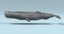 whales 3D model