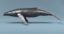 whales 3D model