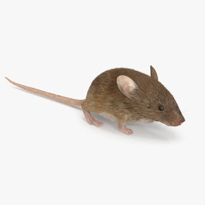 3D mouse fur model