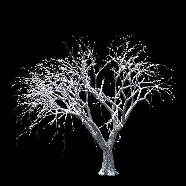 winter tree 011 3D model