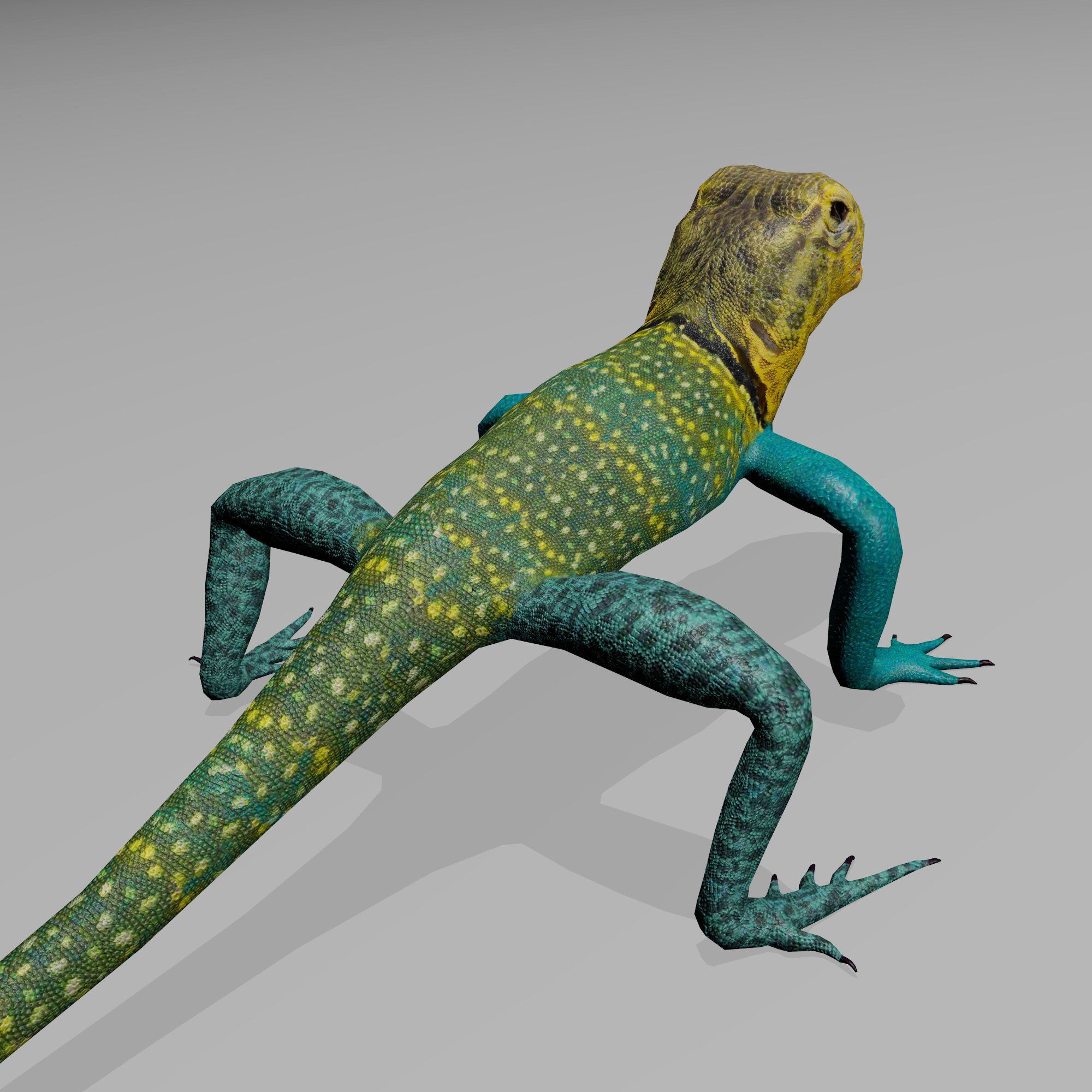 3D collared lizard model - TurboSquid 1226901