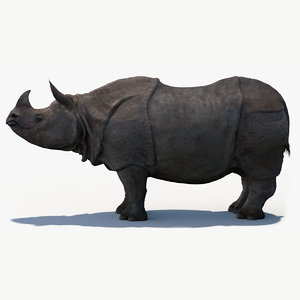 indian rhinoceros 3D model