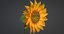 3D realistic sunflower flowers model