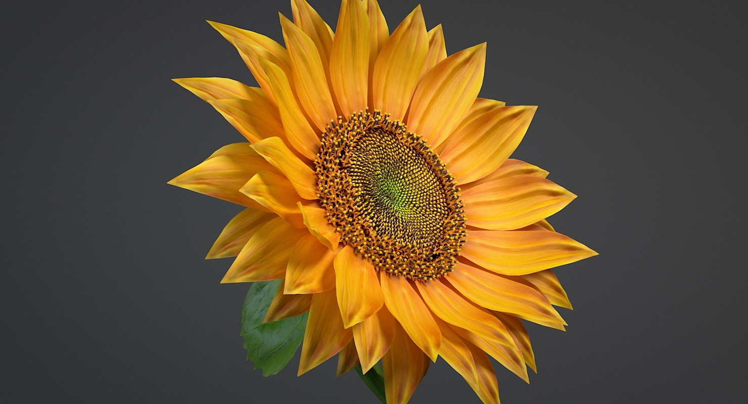 3D realistic sunflower flowers model TurboSquid 1227323