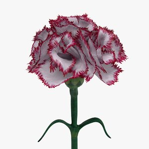 3D realistic carnation flower model
