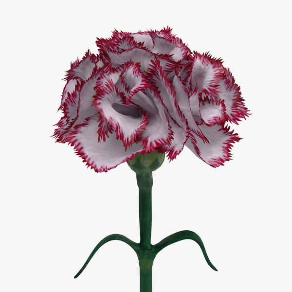 Flower carnation Carnations