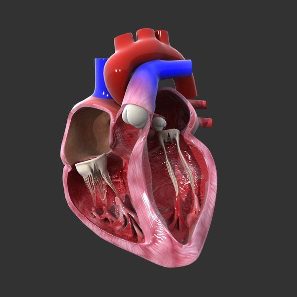 心臓の断面図アニメーション3dモデル Turbosquid