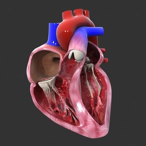 human heart medical animation model