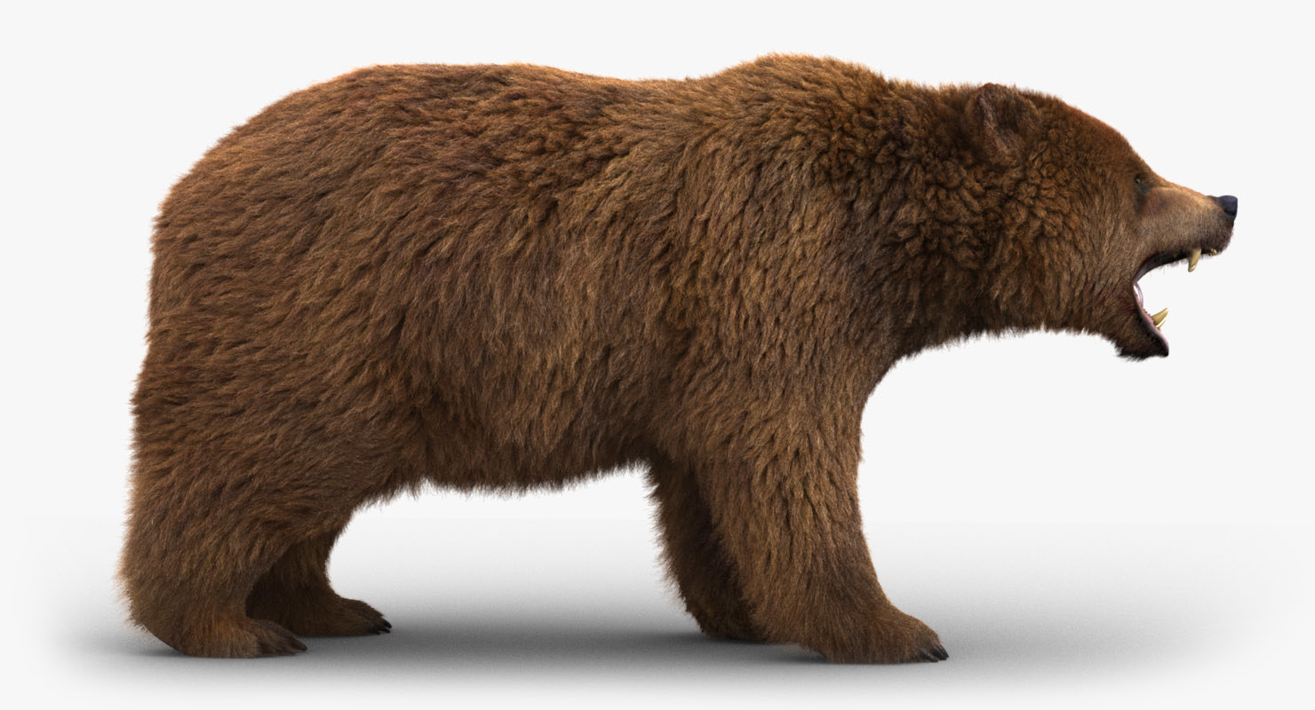 Bear Model 3D Free