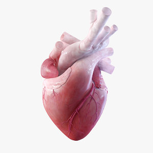 3D rigged heart beating model