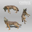 3D coyote animations model