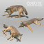 3D coyote animations model