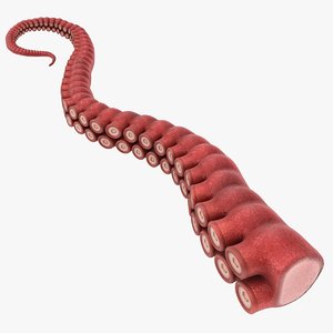 3D model realistic octopus tentacle pose