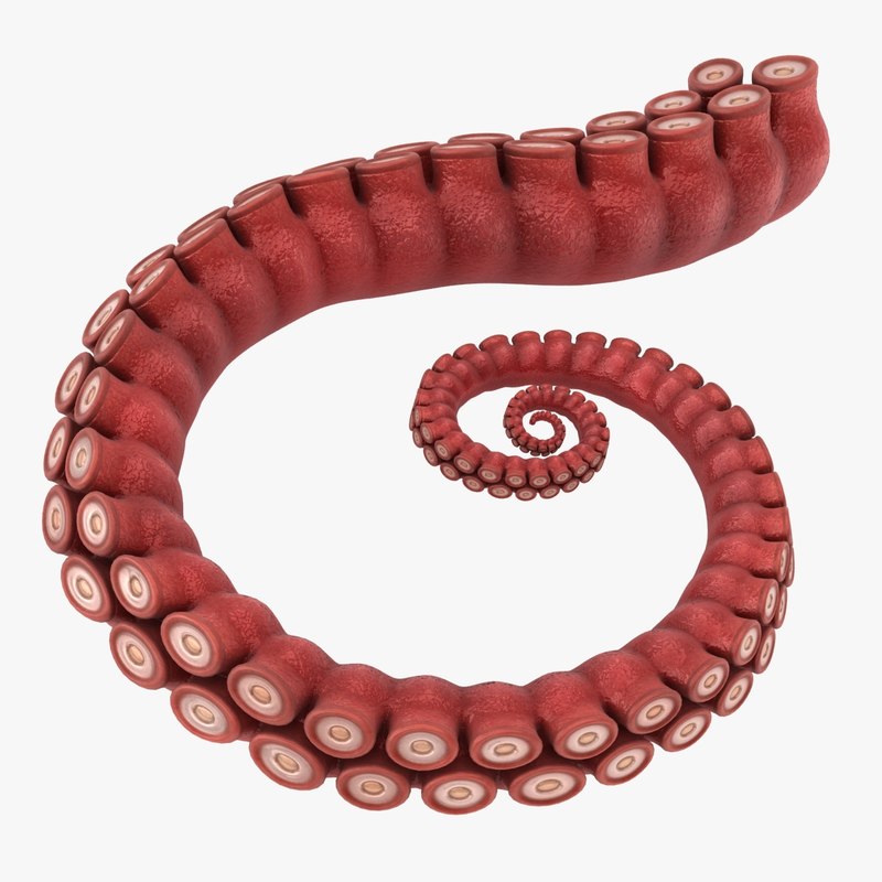 Realistic octopus tentacle pose 3D - TurboSquid 1227804