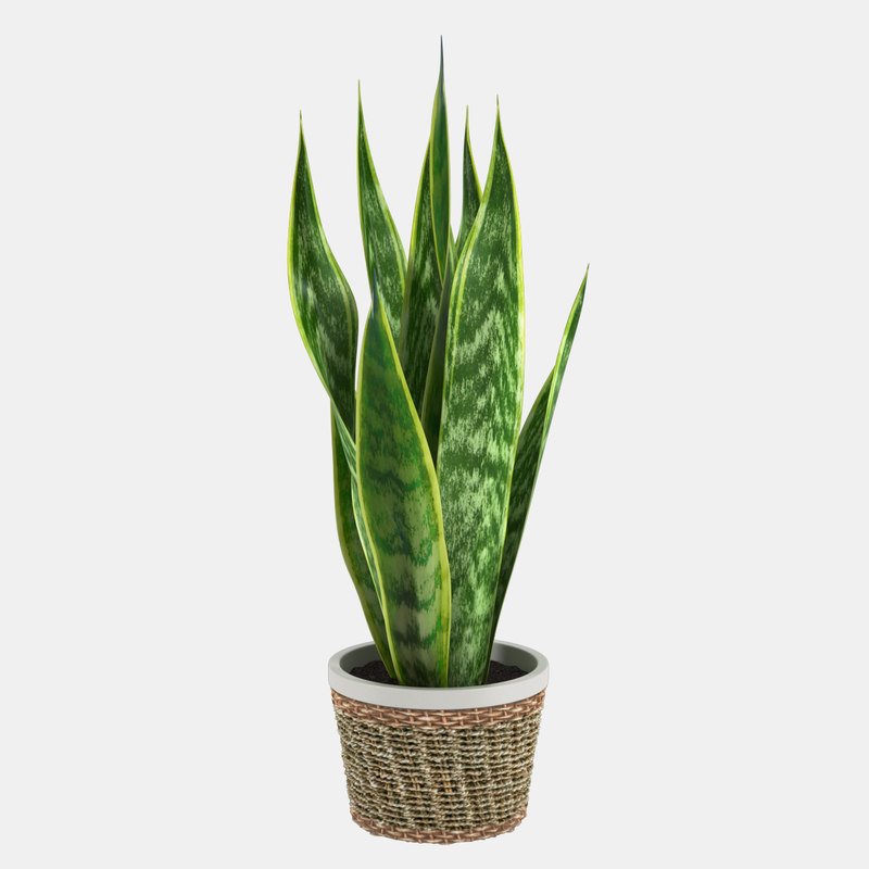  Plant  pot  3D  model TurboSquid 1227968