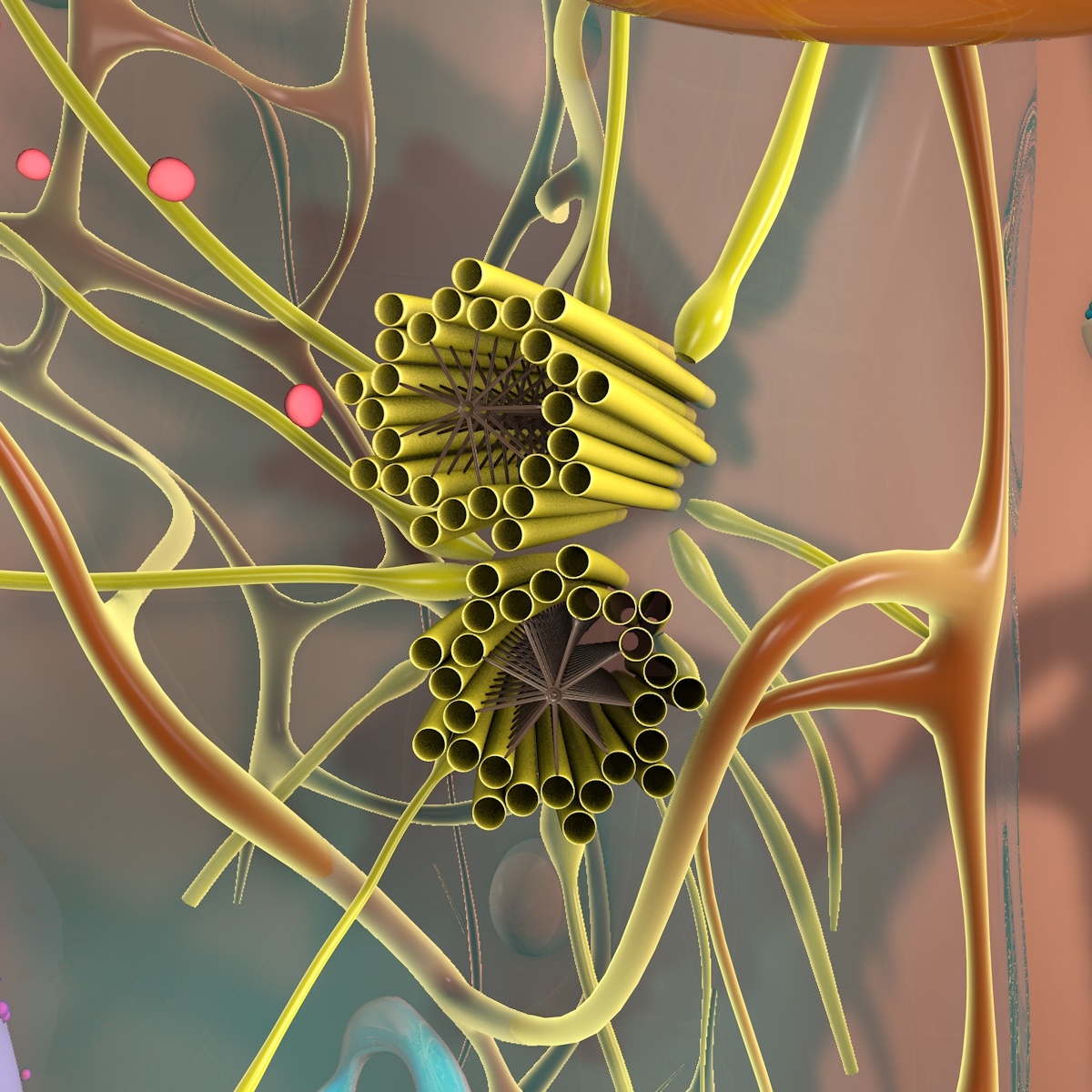 cell animal cytoplasma 3d