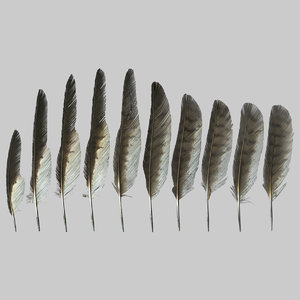 ready feather pack 3D model