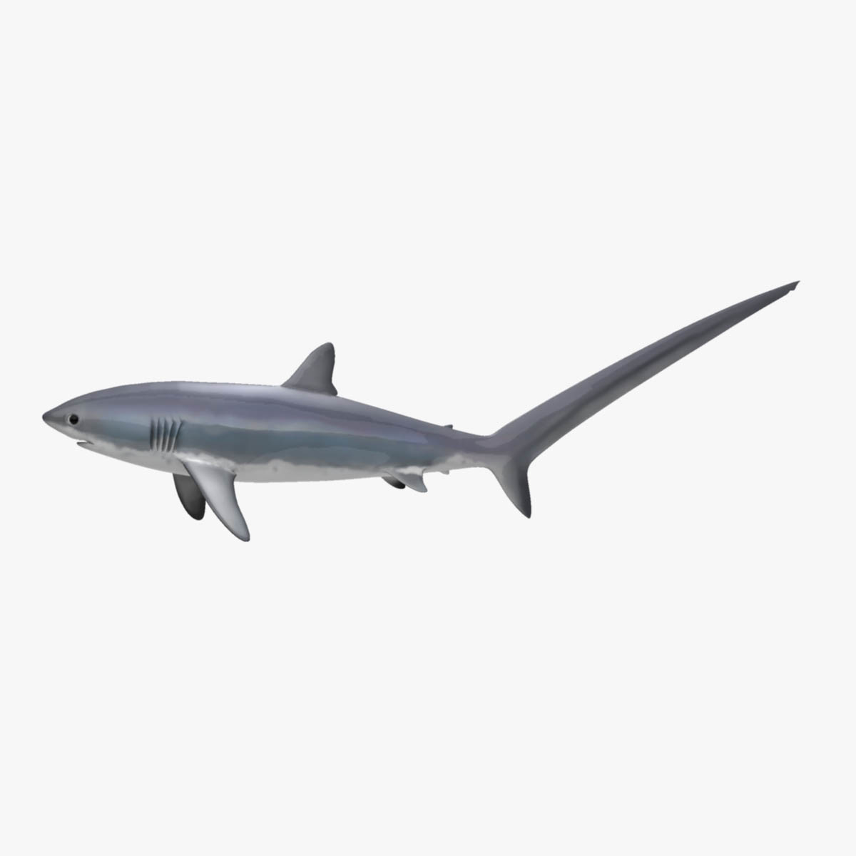 Thresher shark 3D model - TurboSquid 1228451