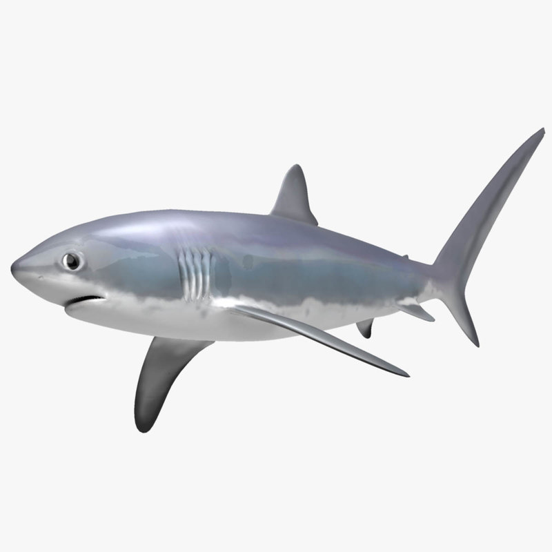 Thresher shark 3D model - TurboSquid 1228451