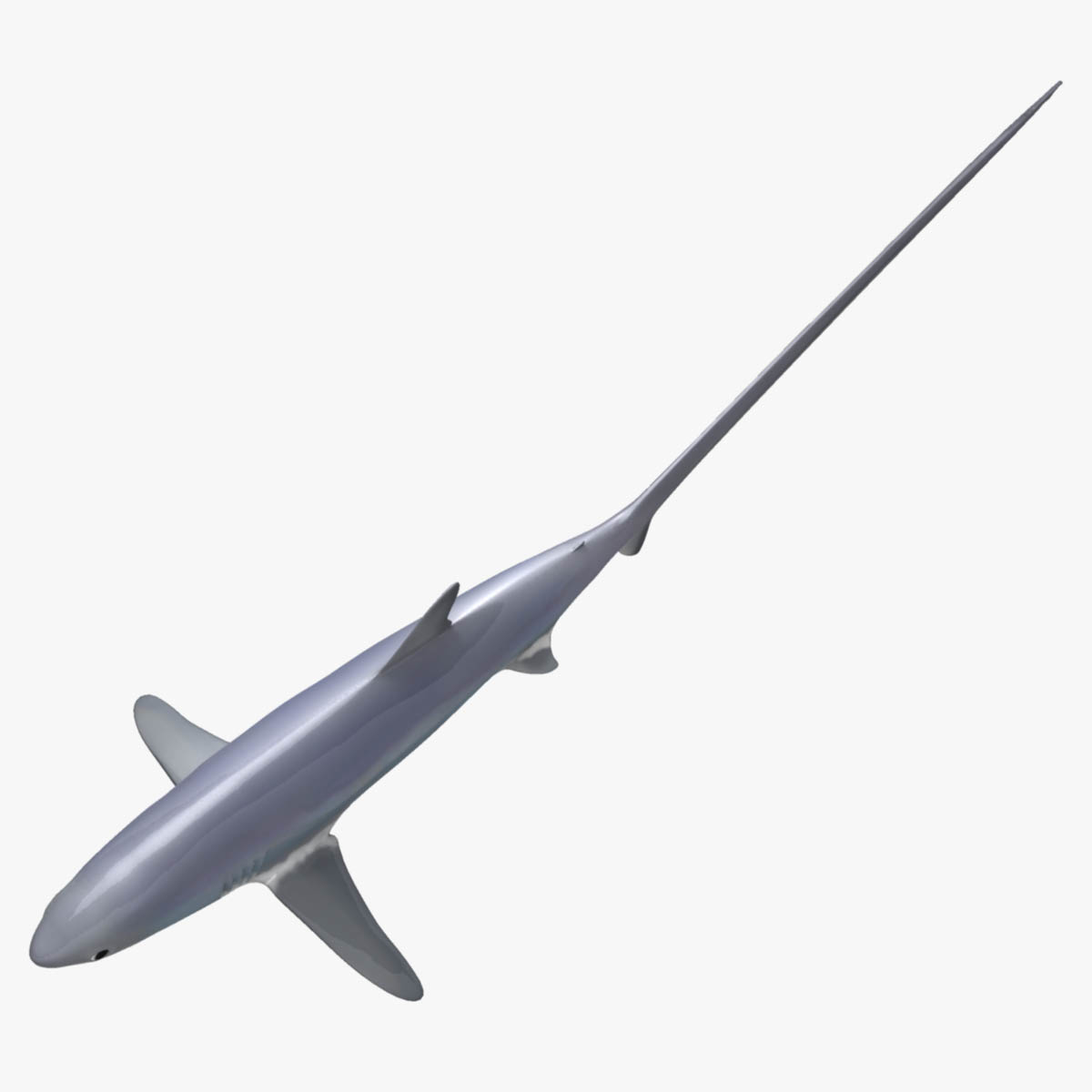 Thresher shark 3D model - TurboSquid 1228451