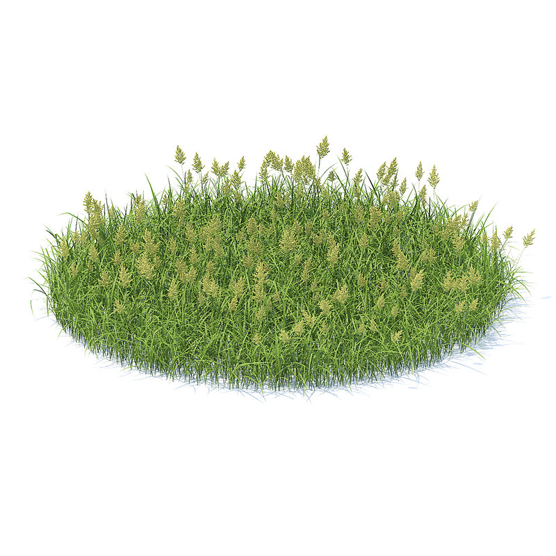Shaped flowering grass 3D - TurboSquid 1228617