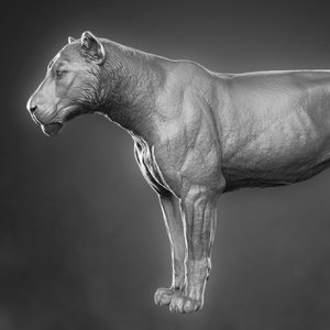 3D lioness zbrush