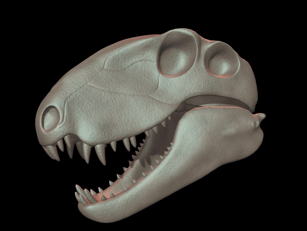 Dimetrodon skull 3D - TurboSquid 1228659