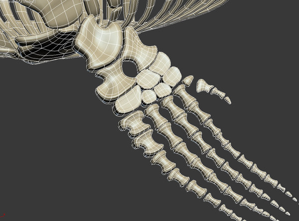 mosasaurus skeleton