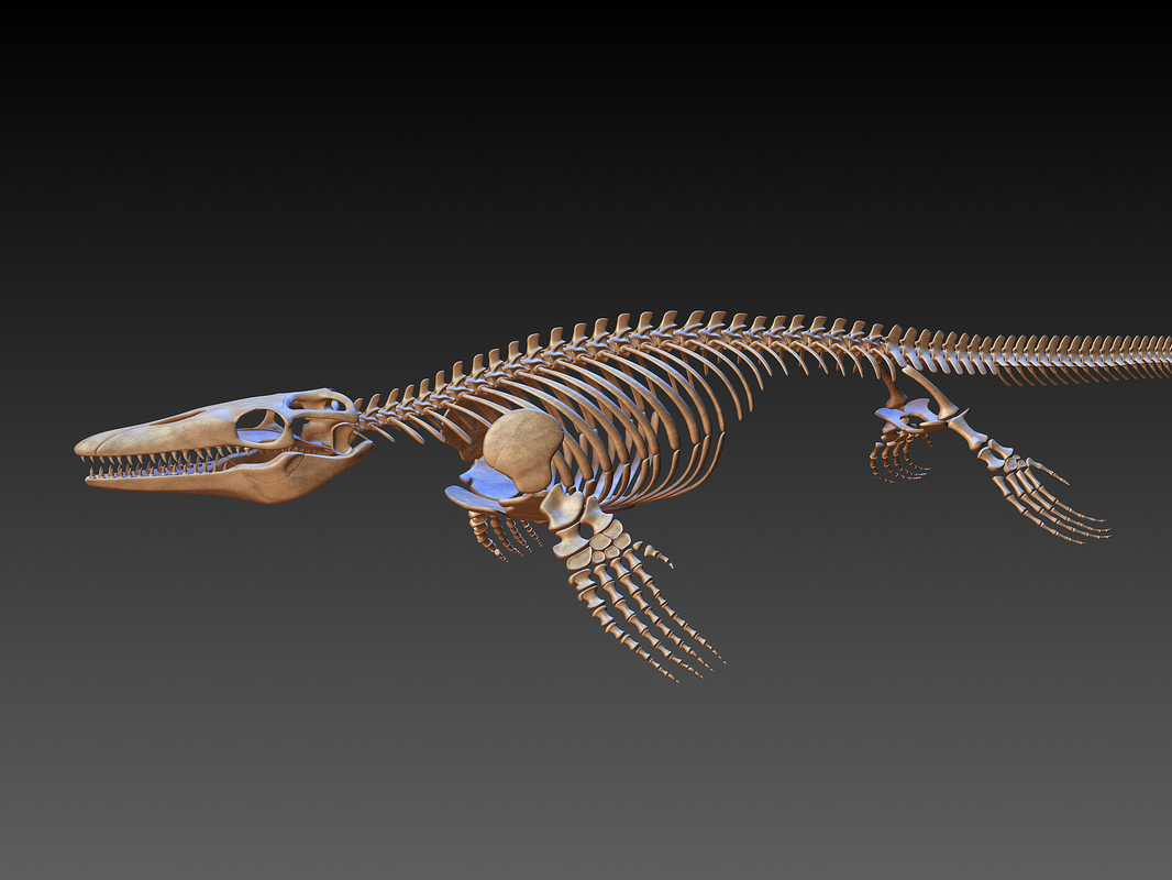 Mosasaurus Anatomy