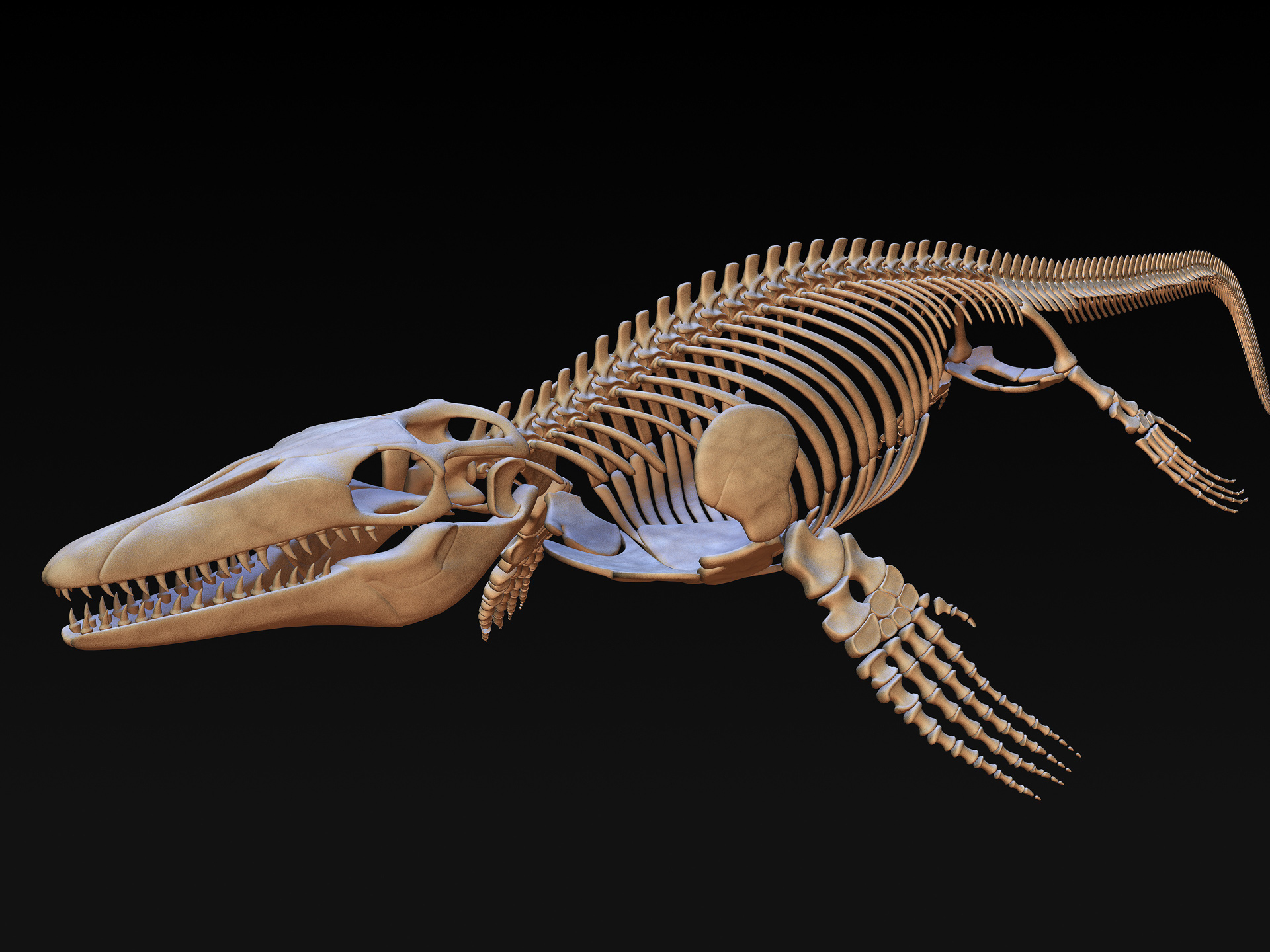 Mosasaurus skeleton model - TurboSquid 1228674