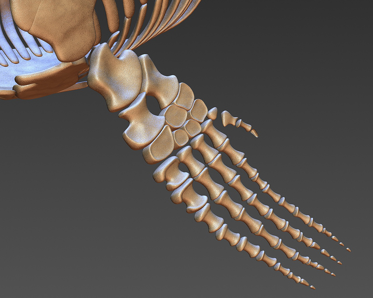 mosasaurus skeleton