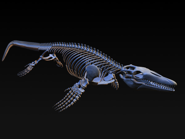 Mosasaurus skeleton model - TurboSquid 1228674