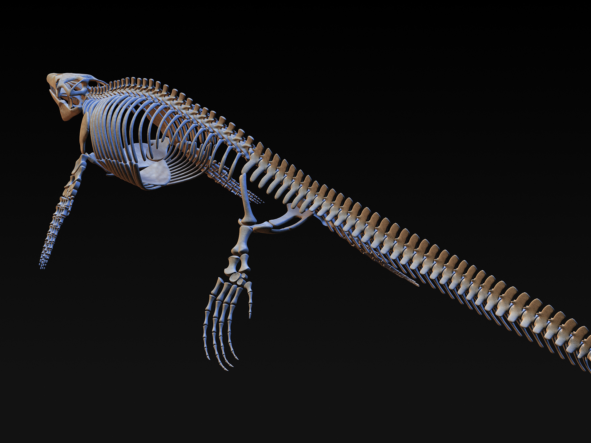 mosasaurus skeleton museum