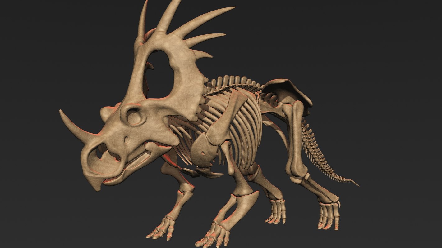 styracosaurus skeleton