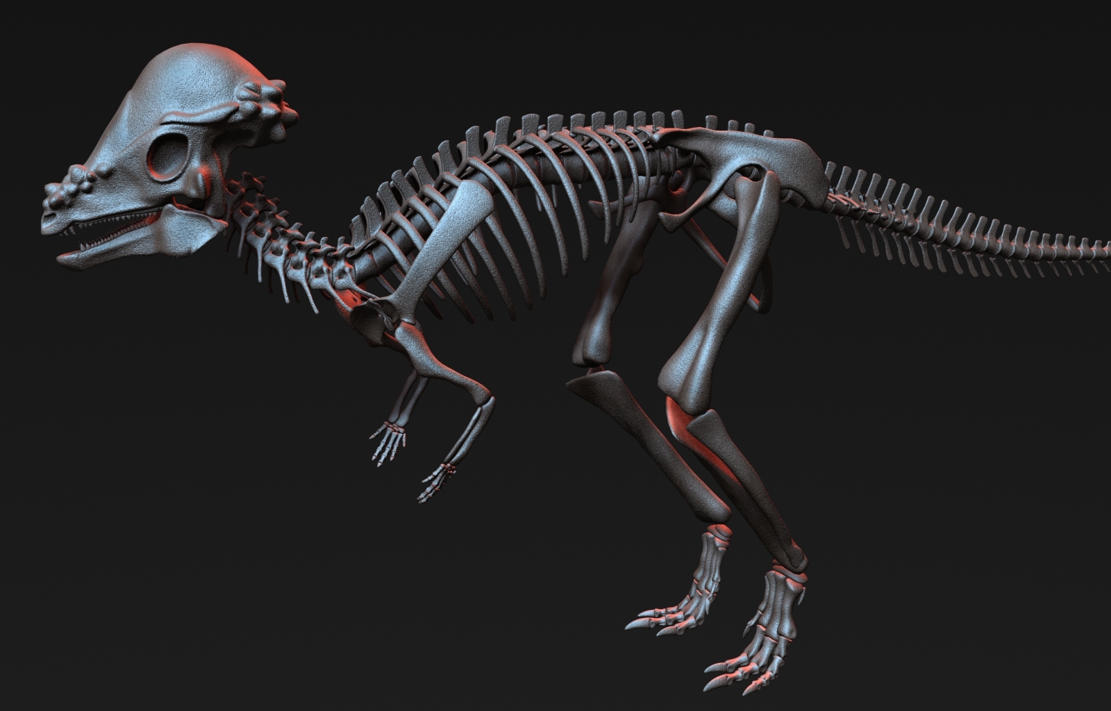 pachycephalosaurus skeleton