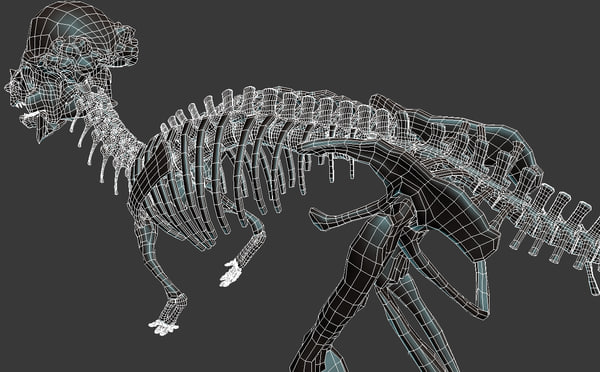 pachycephalosaurus skeleton